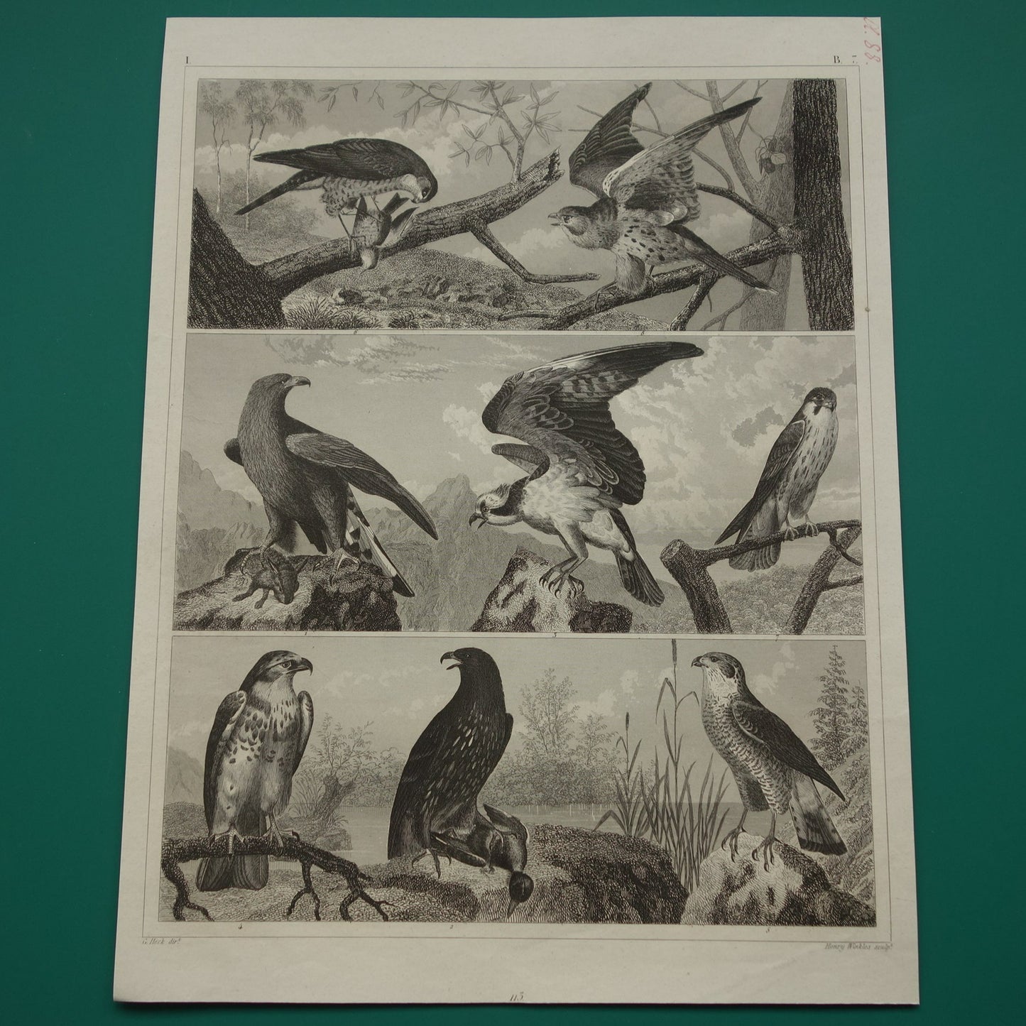 Oude prent van Roofvogels originele antieke vogel illustratie Adelaar Sperwer Visarend vintage afbeelding prints