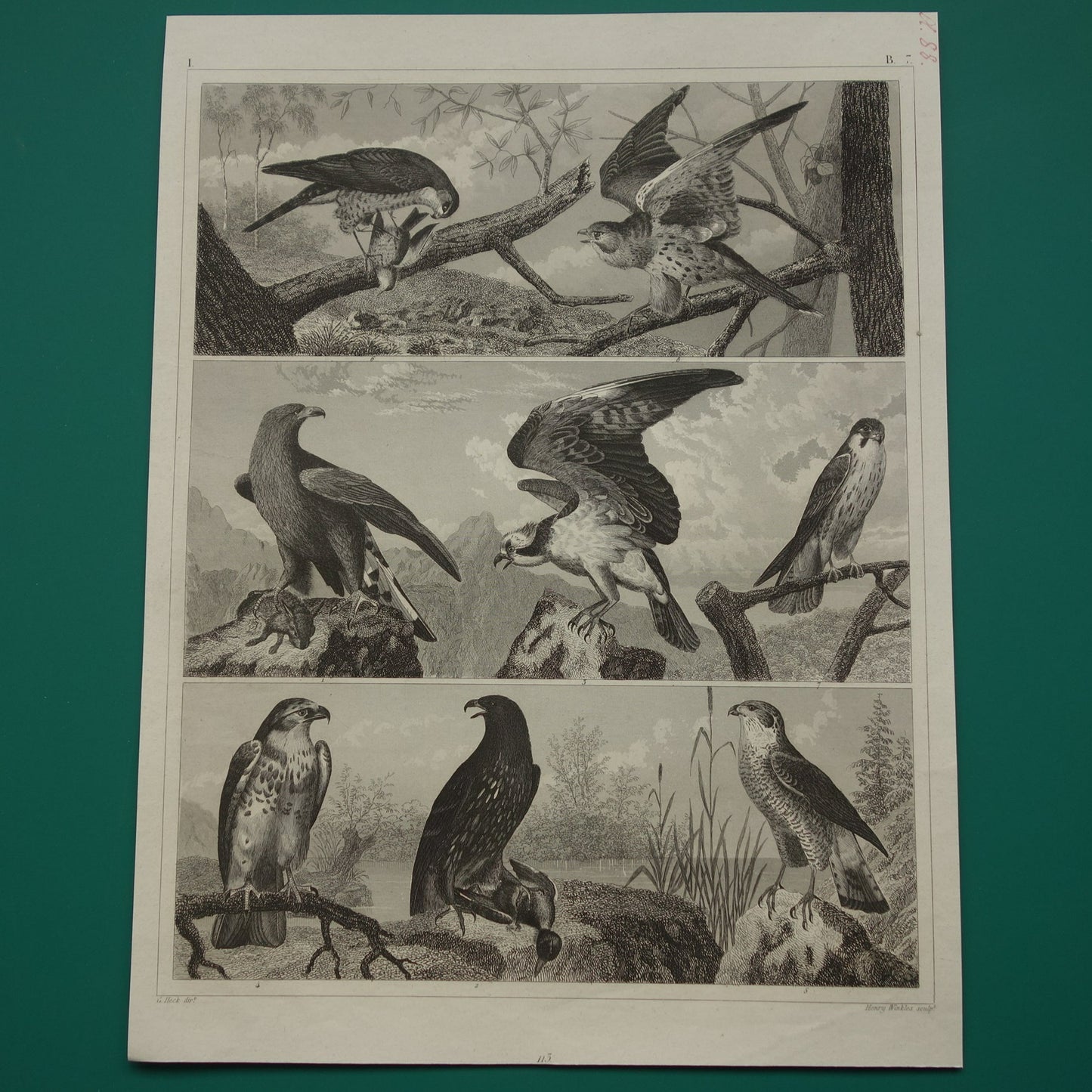 Oude prent van Roofvogels originele antieke vogel illustratie Adelaar Sperwer Visarend vintage afbeelding prints