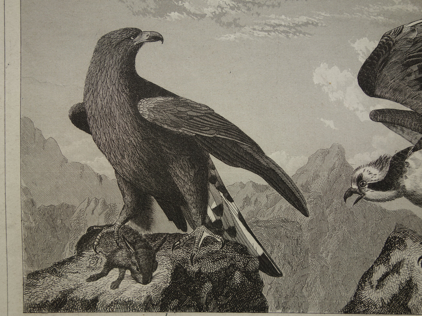 Oude prent van Roofvogels originele antieke vogel illustratie Adelaar Sperwer Visarend vintage afbeelding prints