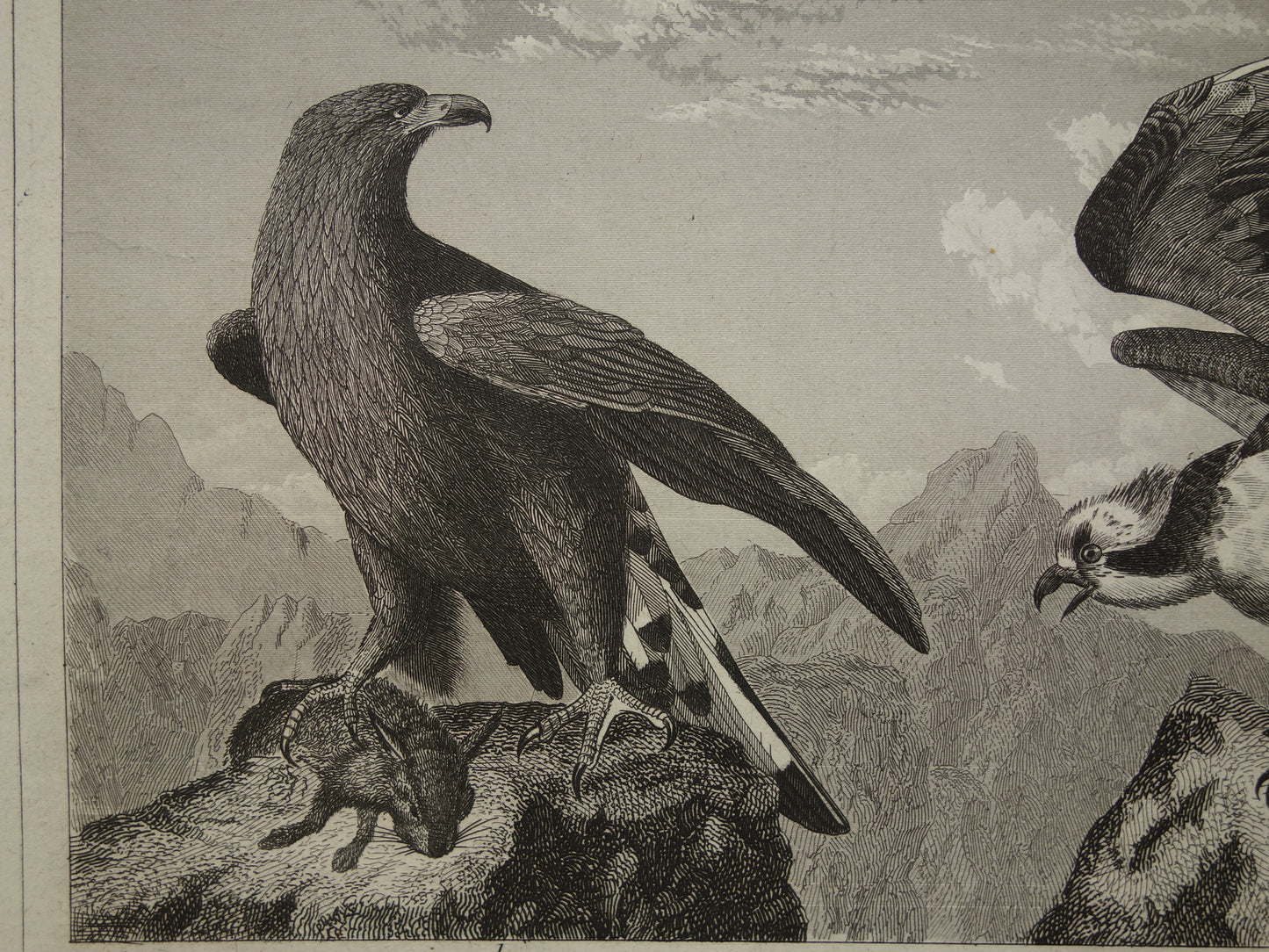 Alter Druck von Greifvögeln, originale antike Vogelillustration, Adler Sperber, Fischadler, Vintage-Bilddrucke