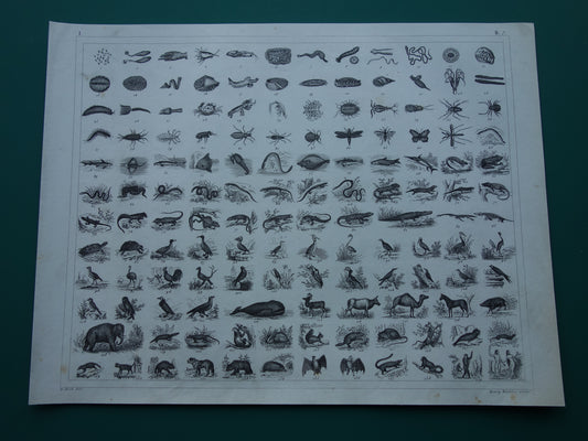 170+ jaar oude prent over classificatie van dieren volgens Georges Cuvier Originele biologie antieke dieren illustratie vintage prints
