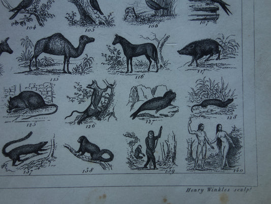 170+ jaar oude prent over classificatie van dieren volgens Georges Cuvier Originele biologie antieke dieren illustratie vintage prints