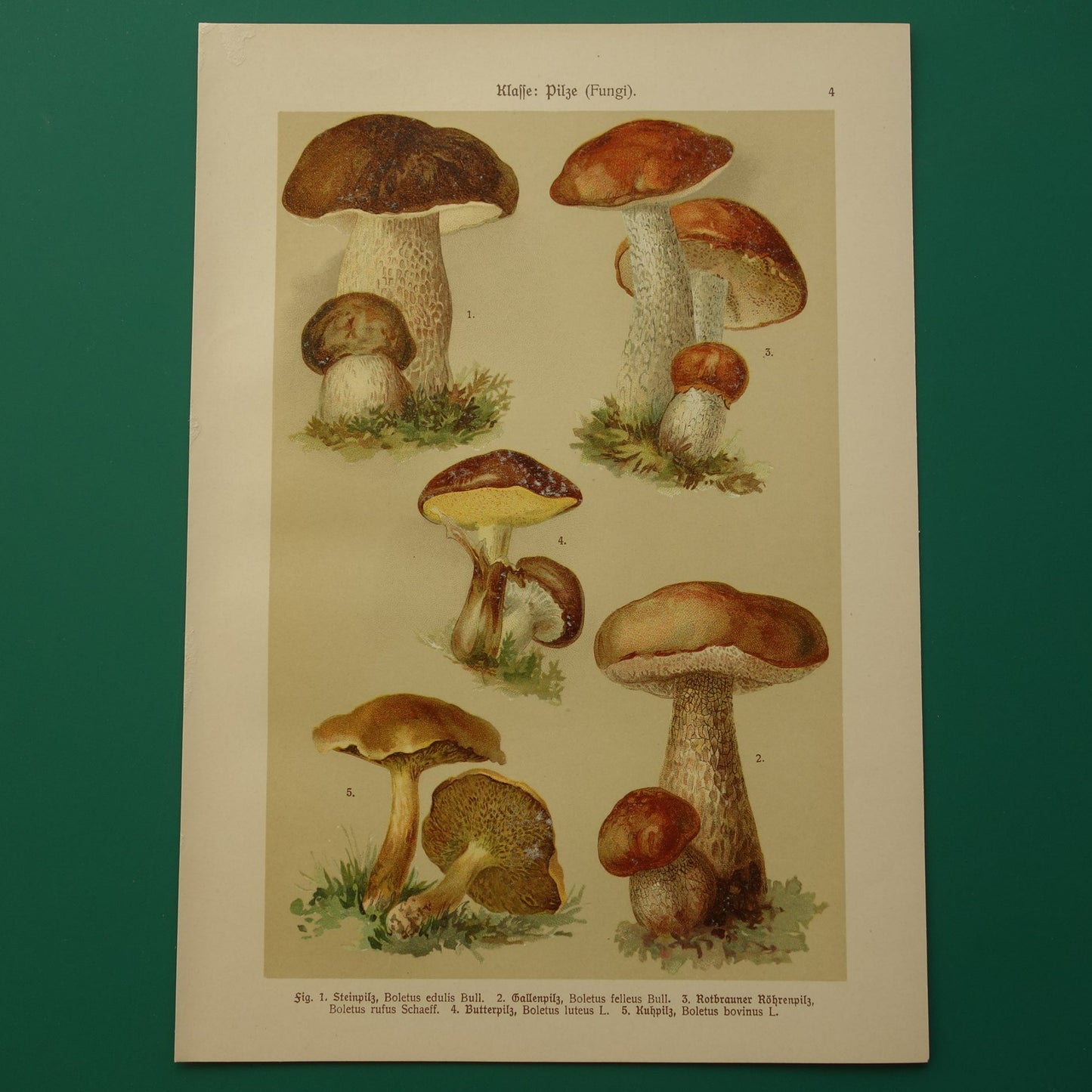 Antieke prent van Paddenstoelen oude botanische prent uit het jaar 1911 originele Paddenstoel illustratie Duitse botanie print