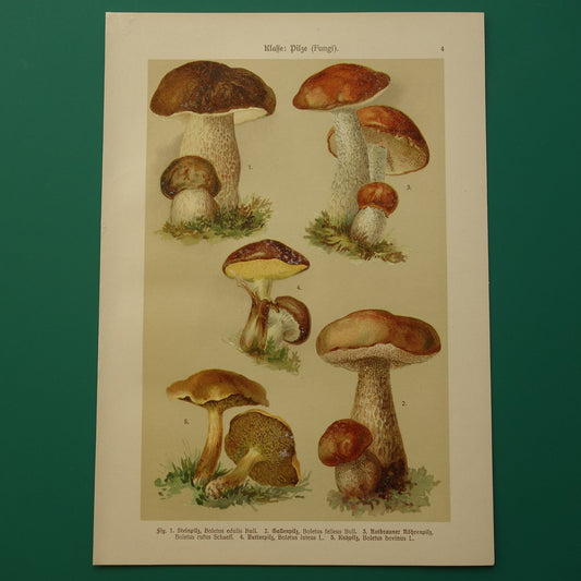 Antieke prent van Paddenstoelen oude botanische prent uit het jaar 1911 originele Paddenstoel illustratie Duitse botanie print