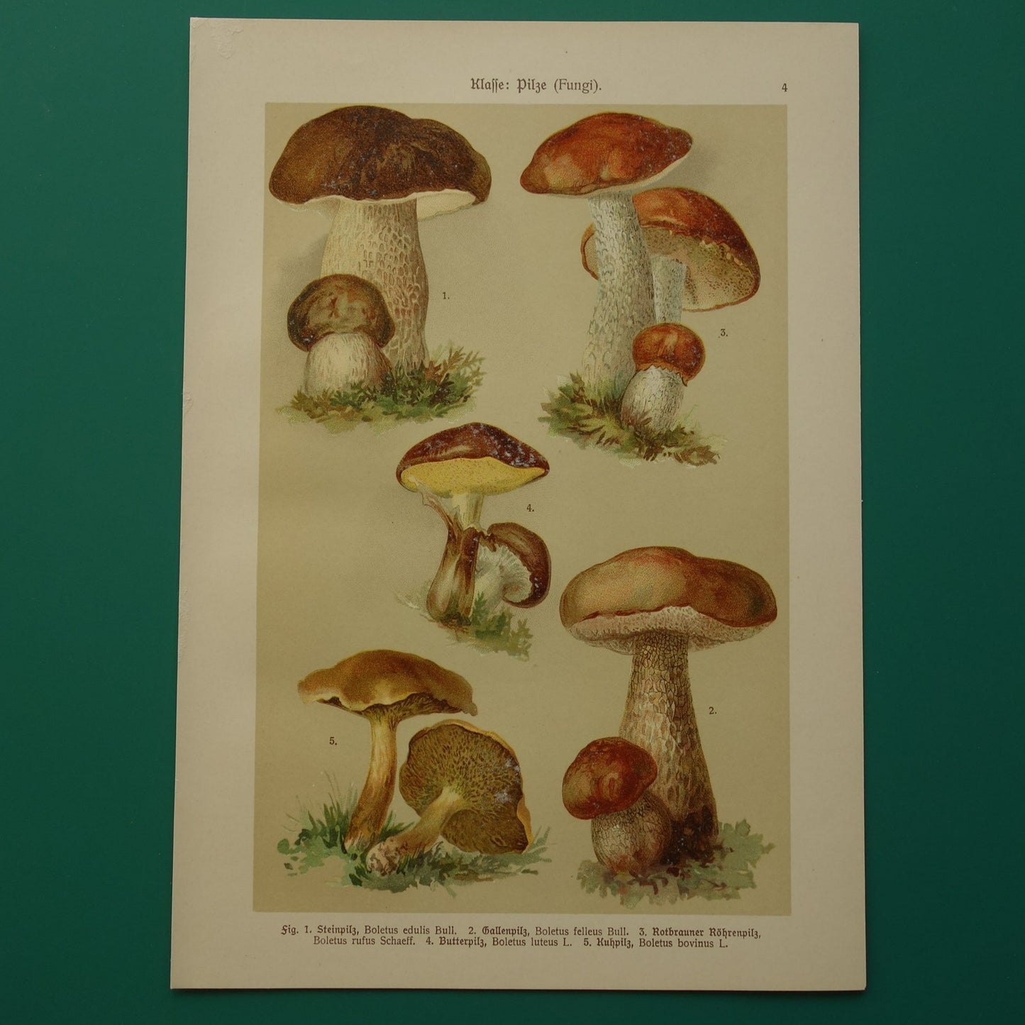 oude paddenstoelen prints prenten paddenstoel gravure kopen