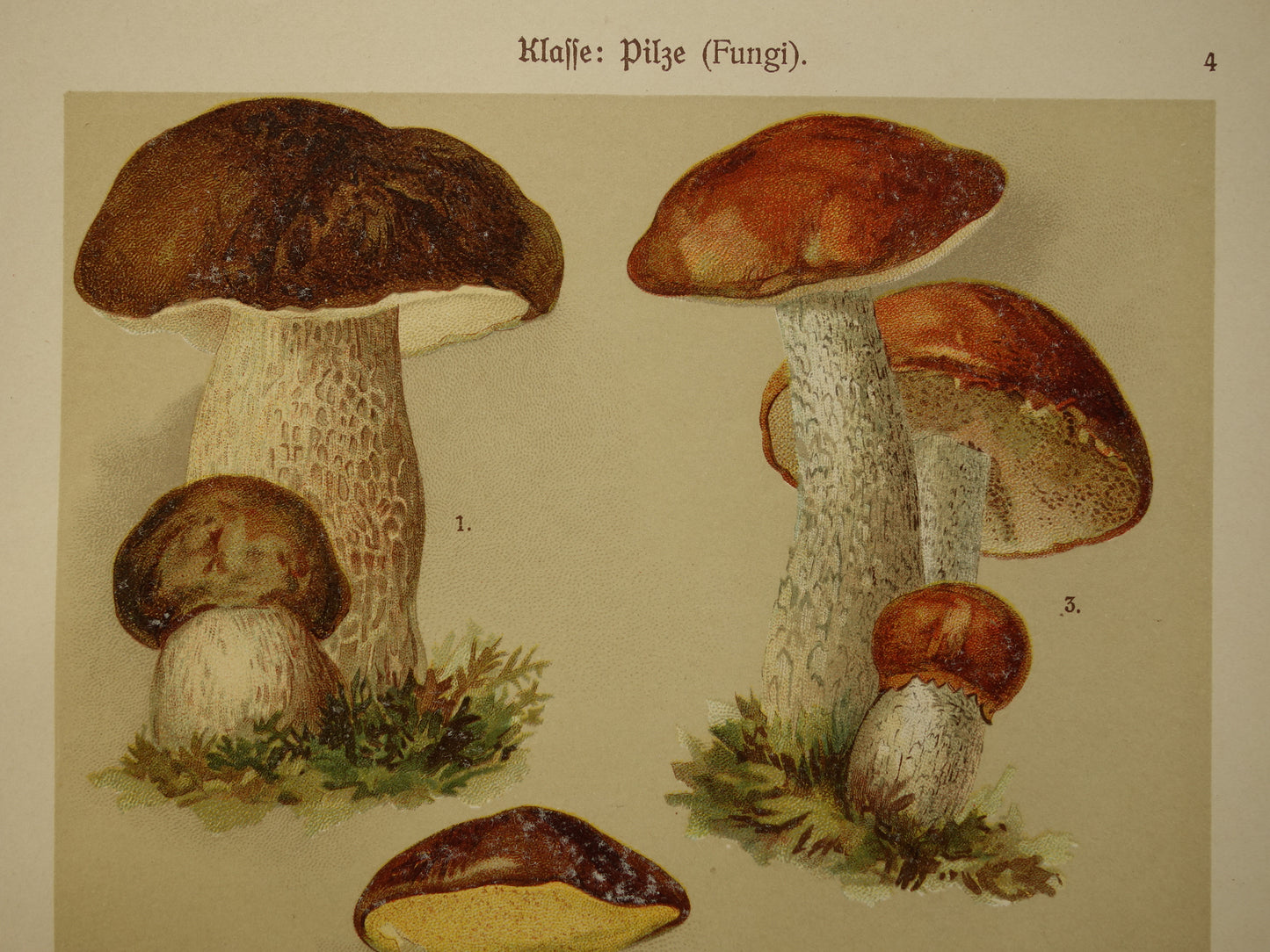 Antique print of Mushrooms old botanical print from the year 1911 original Mushroom illustration German botany print