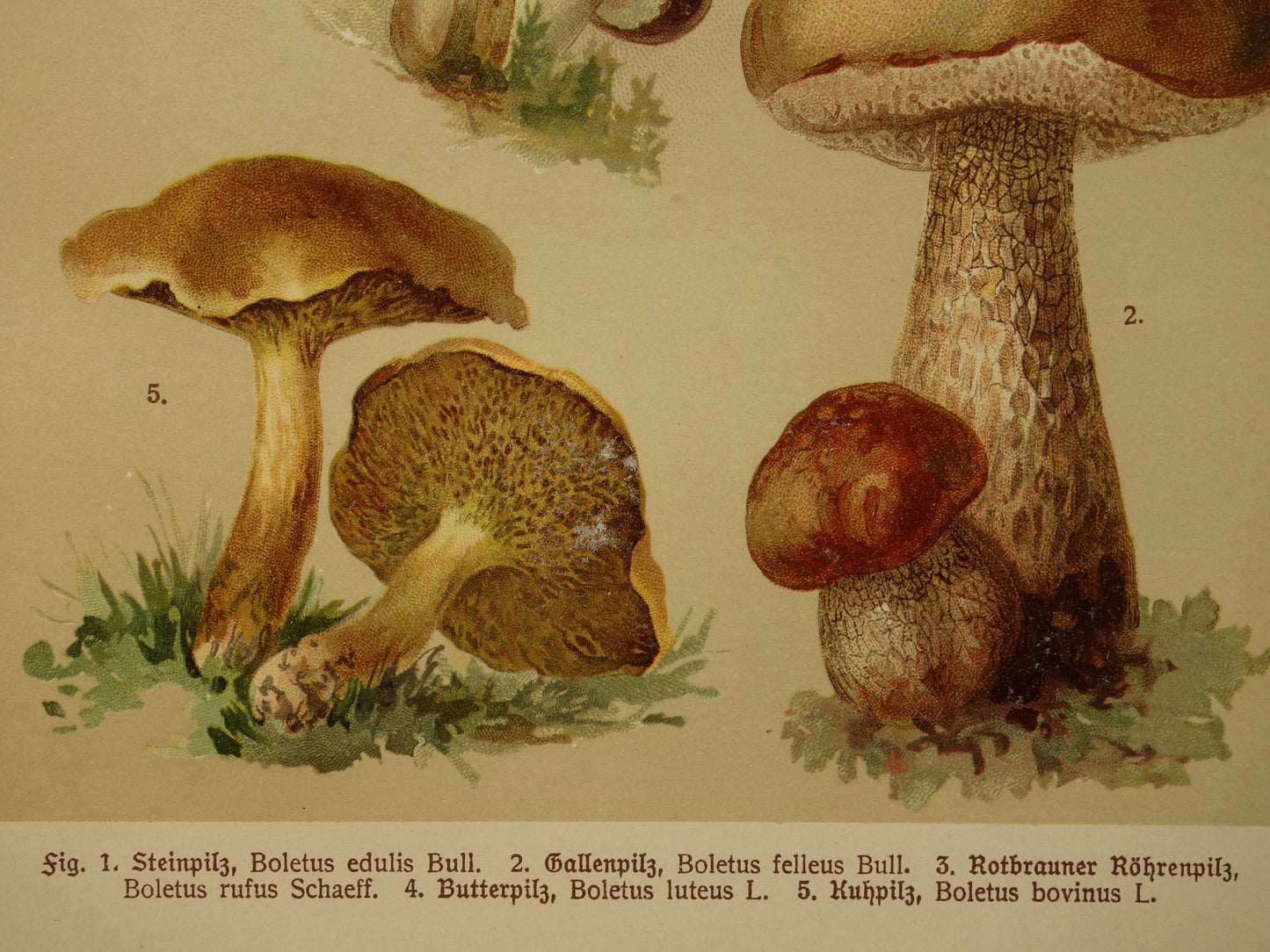 Antique print of Mushrooms old botanical print from the year 1911 original Mushroom illustration German botany print