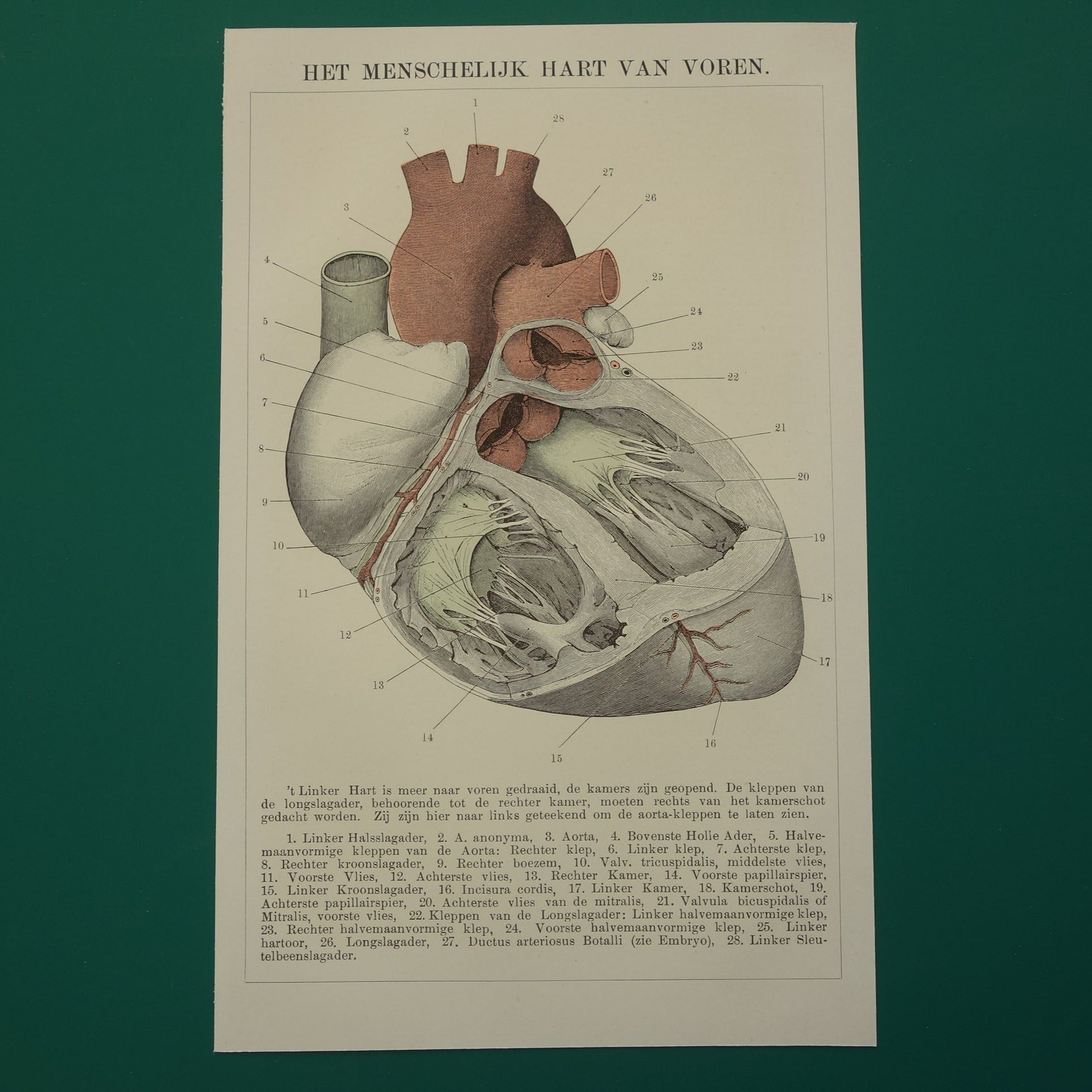 oude illustratie menselijk hart