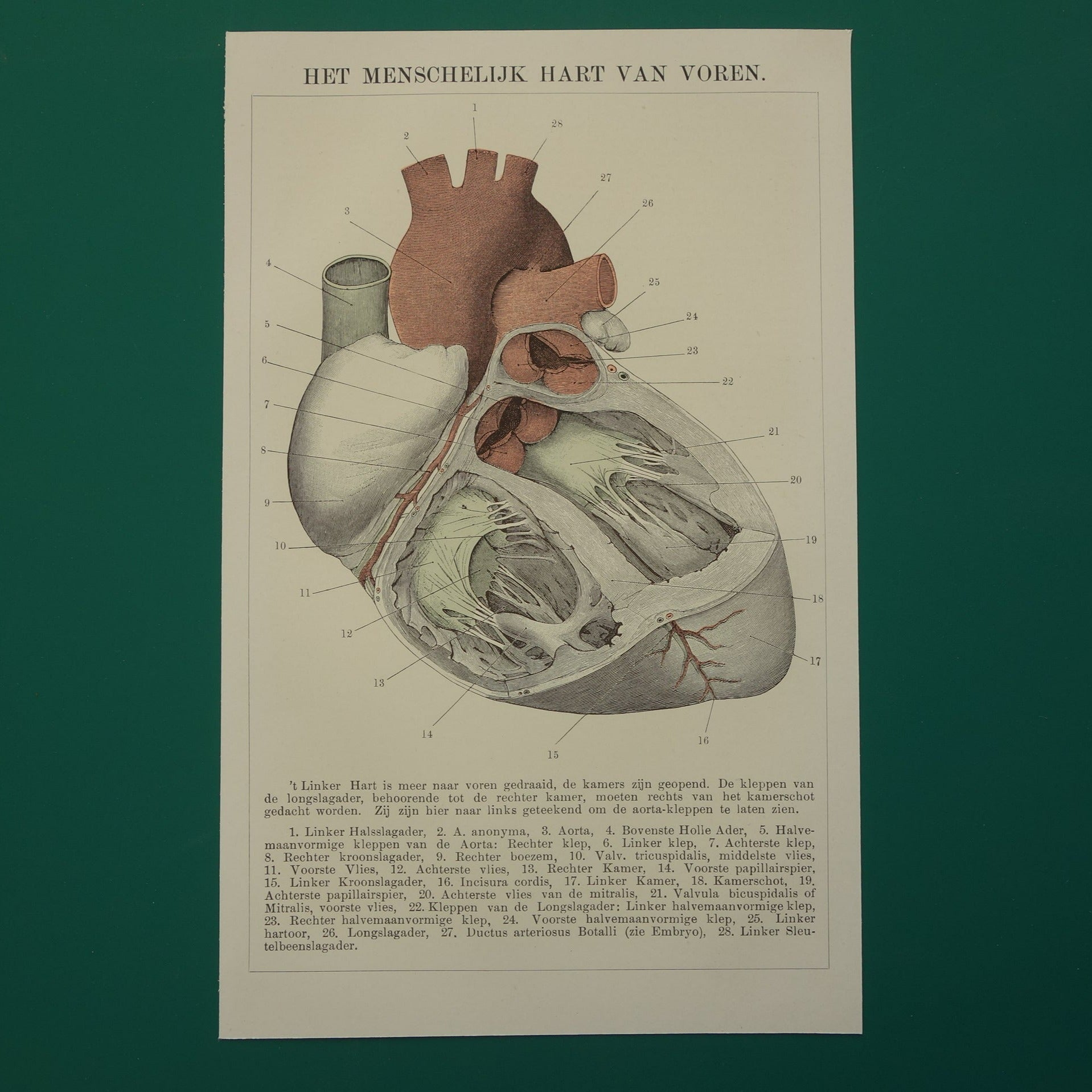 Oude Anatomie Prent van het Hart - Originele 115+ jaar oude Illustratie Hart - Vintage Nederlandse Anatomische Prenten