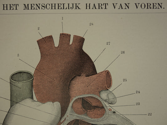 Oude Anatomie Prent van het Hart - Originele 115+ jaar oude Illustratie Hart - Vintage Nederlandse Anatomische Prenten