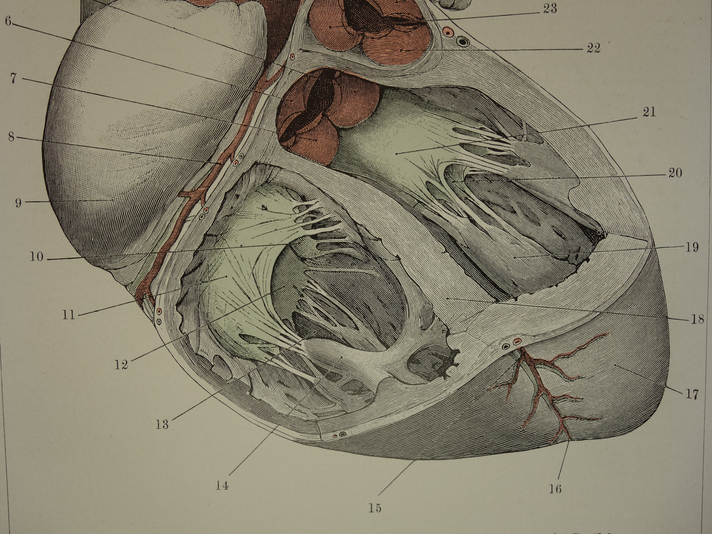 Oude Anatomie Prent van het Hart - Originele 115+ jaar oude Illustratie Hart - Vintage Nederlandse Anatomische Prenten