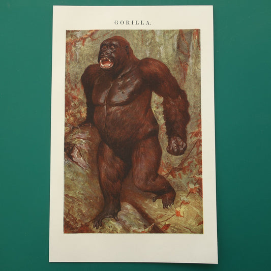 Oude Dieren Prent van een Gorilla - Originele 115+ jaar oude Illustratie Gorilla's - Vintage Nederlandse Prenten
