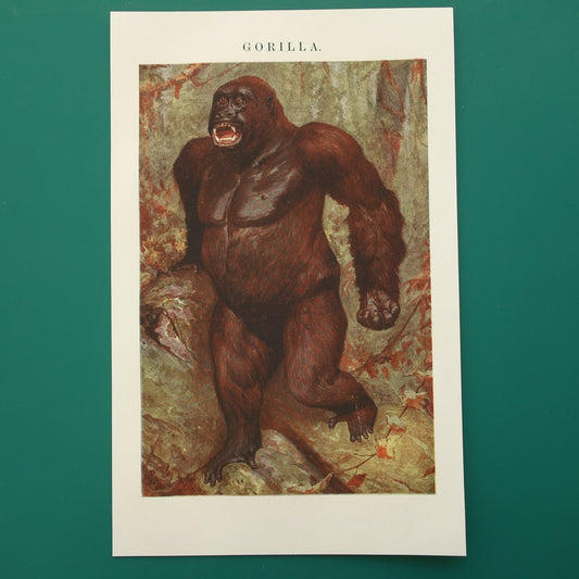 oude illustratie van een gorilla