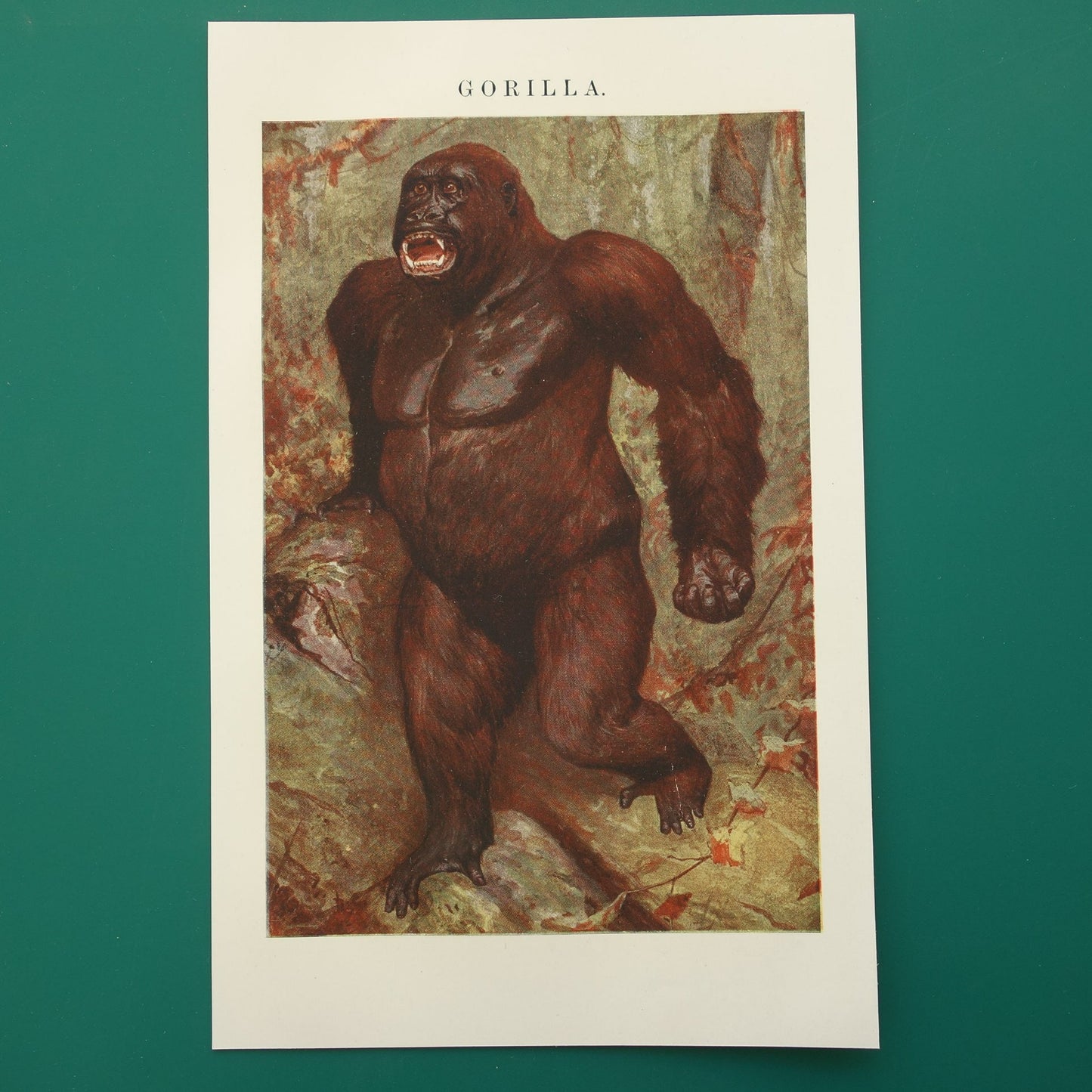 oude illustratie van een gorilla