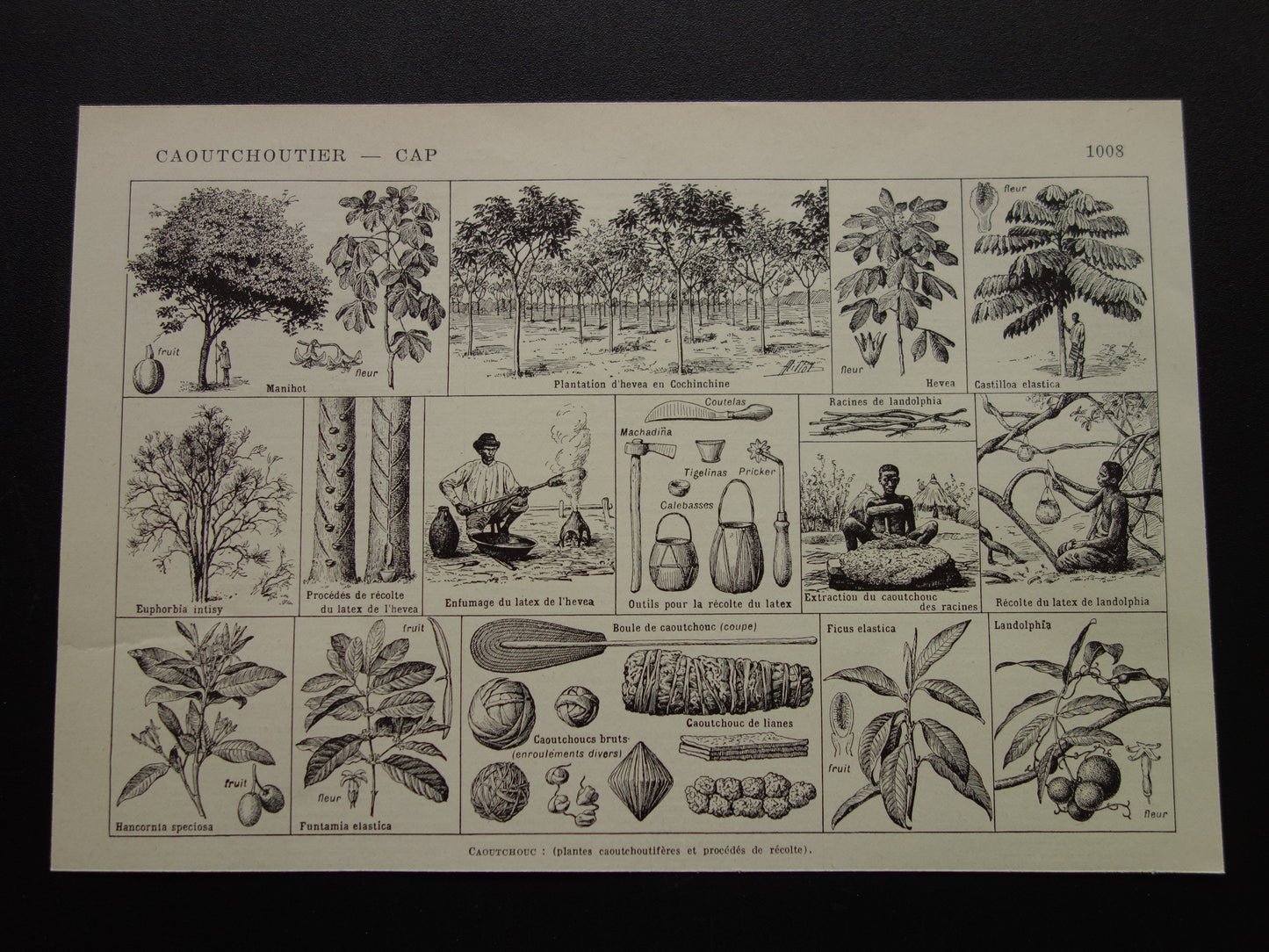 Rubberboom oude botanische prent Rubberplant Originele vintage illustratie rubber productie plantage