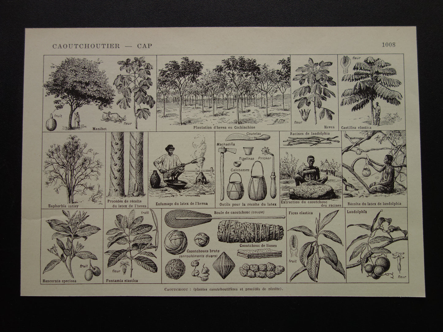 Rubberboom oude botanische prent Rubberplant Originele vintage illustratie rubber productie plantage