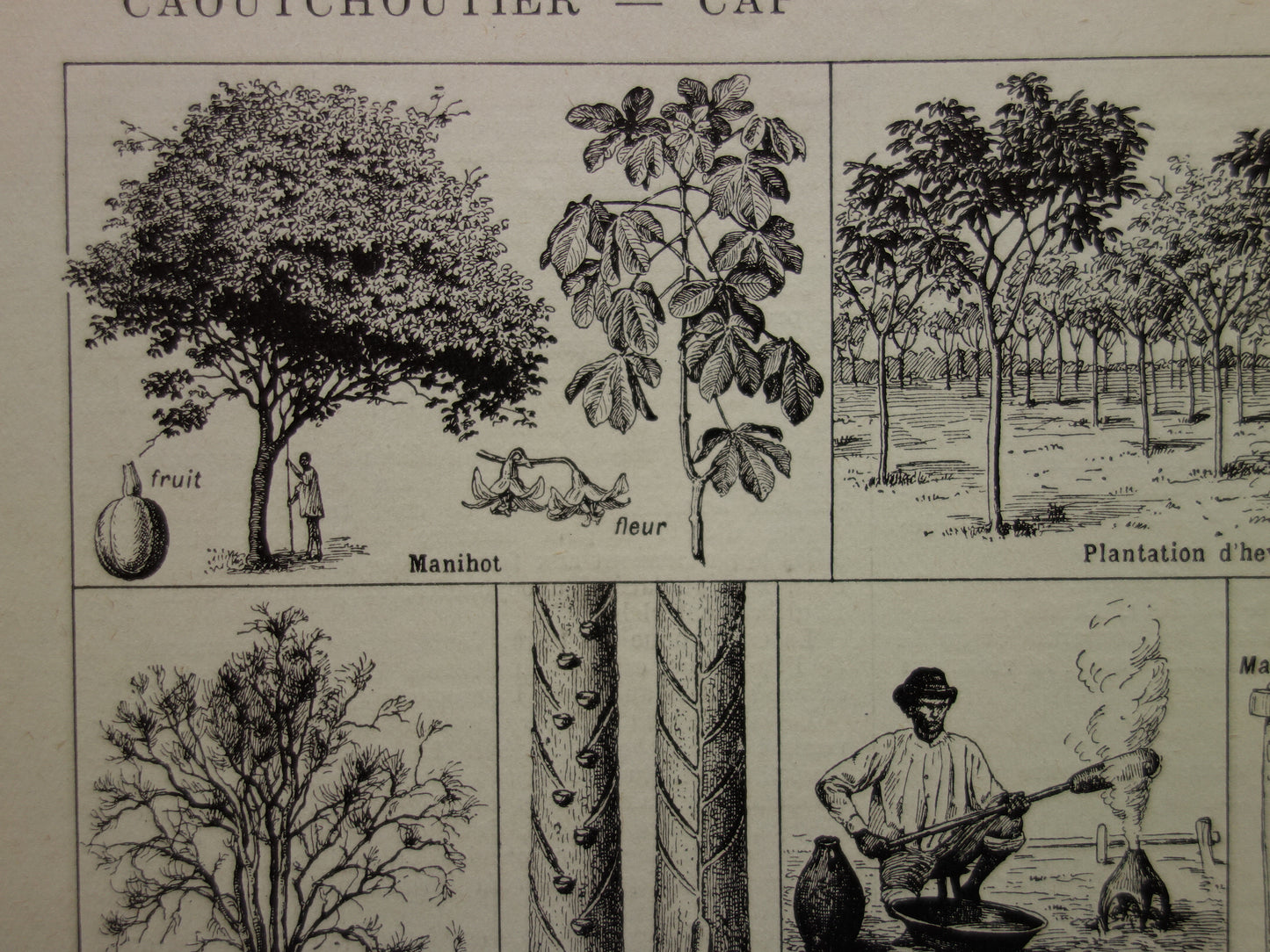 Rubberboom oude botanische prent Rubberplant Originele vintage illustratie rubber productie plantage