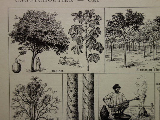 Rubberboom oude botanische prent Rubberplant Originele vintage illustratie rubber productie plantage