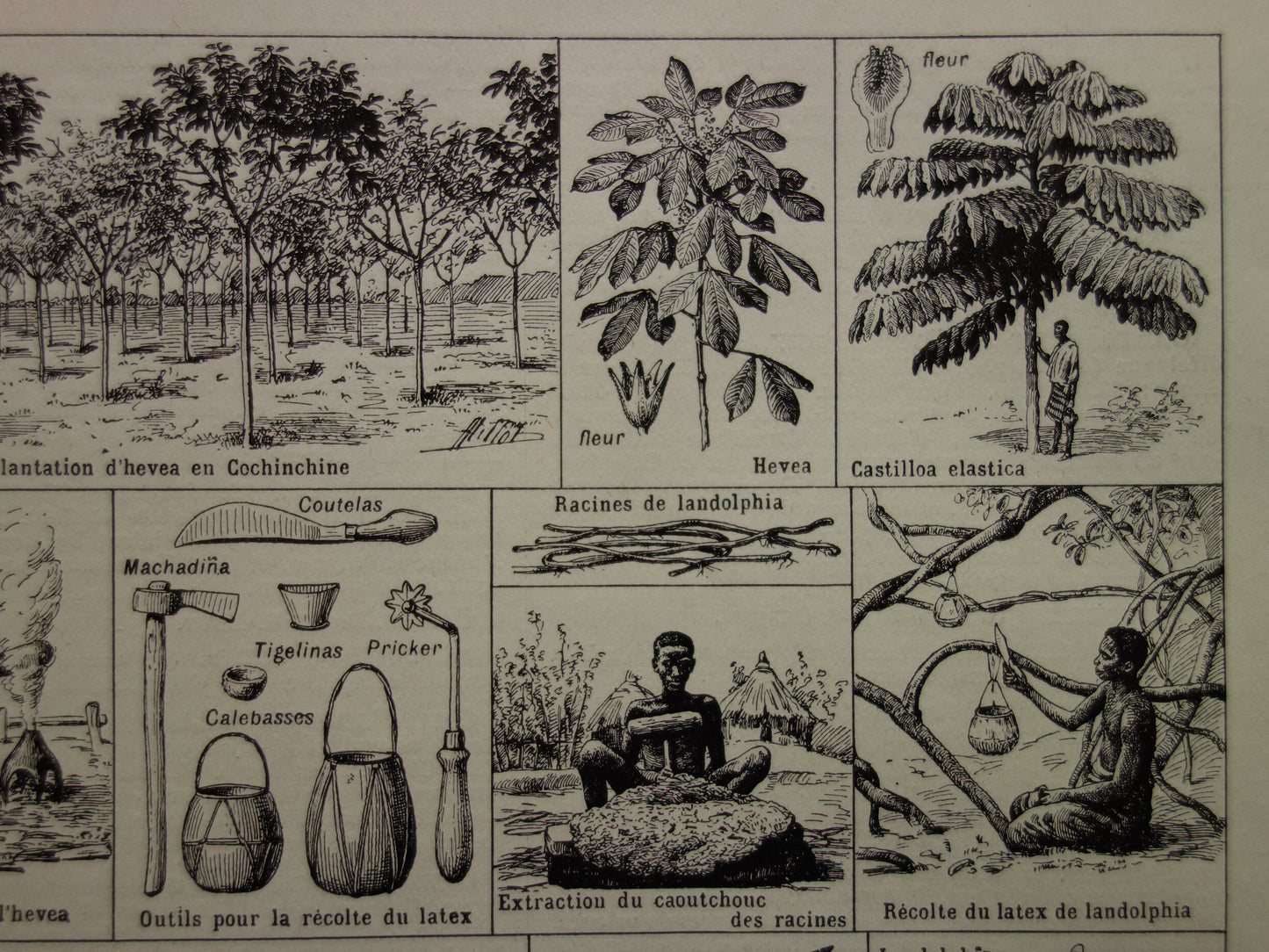 Rubberboom oude botanische prent Rubberplant Originele vintage illustratie rubber productie plantage