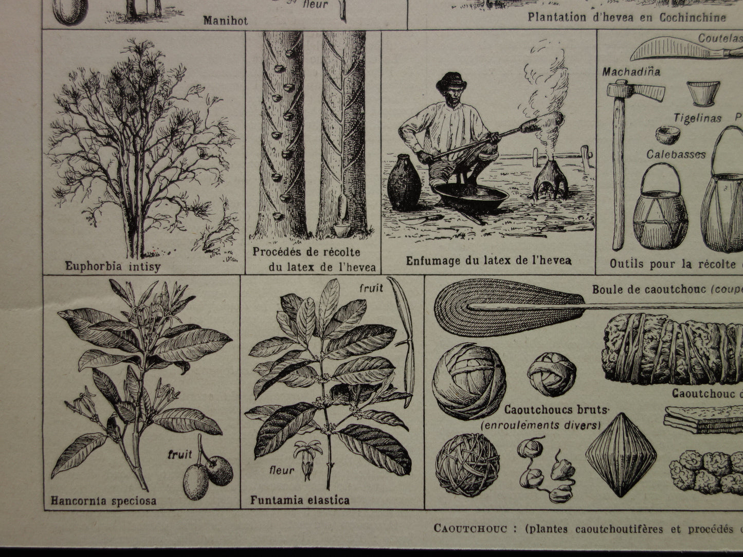 Rubberboom oude botanische prent Rubberplant Originele vintage illustratie rubber productie plantage