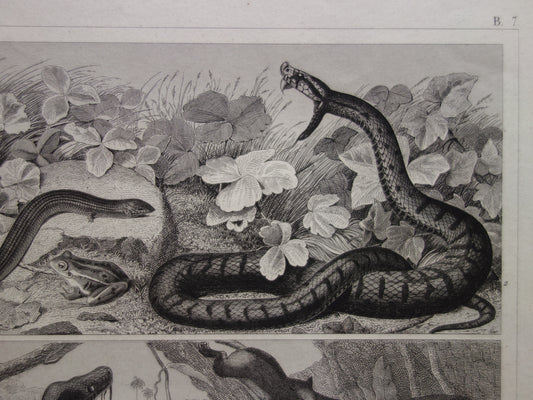 SLANGEN Set van twee oude prenten over de slang uit 1849 - originele antieke prints Cobra Adder Boa vintage illustratie