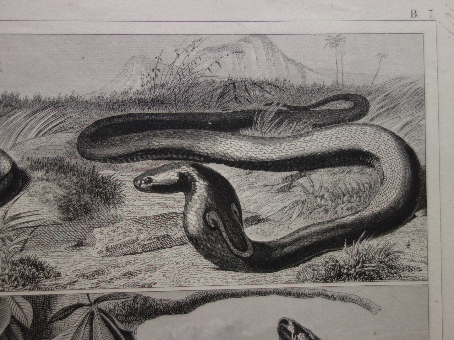 SLANGEN Set van twee oude prenten over de slang uit 1849 - originele antieke prints Cobra Adder Boa vintage illustratie