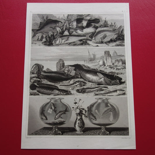 Vissen vintage print uit 1849 Goudvis Galjoen Vleet Wijting Kabeljouw Antieke Illustratie Originele vis prent 