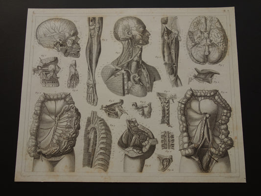 Oude Anatomie Prent Originele antieke anatomische illustratie vintage print van hersenen bloedvaten organen
