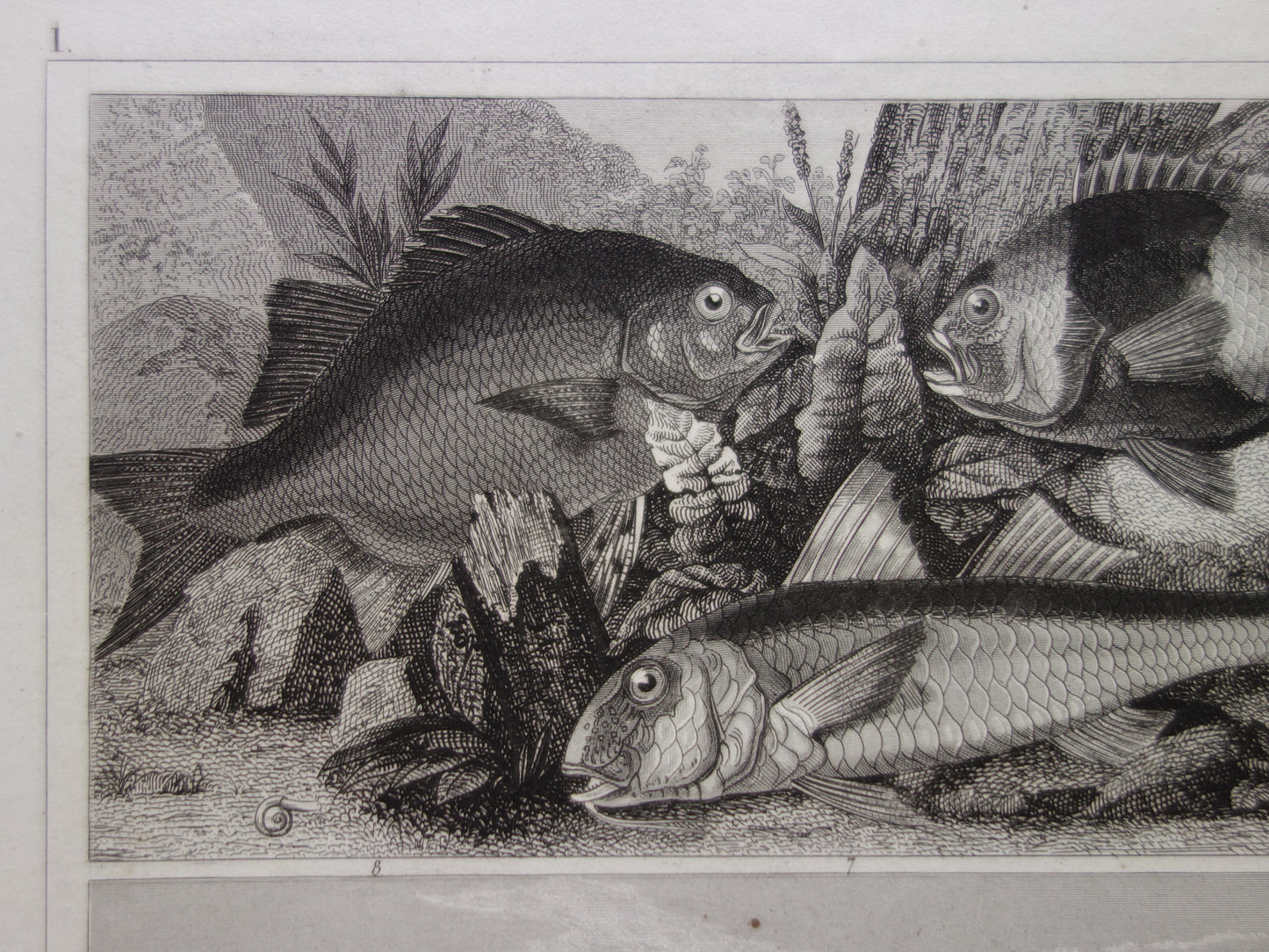 Vissen vintage print uit 1849 Goudvis Galjoen Vleet Wijting Kabeljouw Antieke Illustratie Originele prent