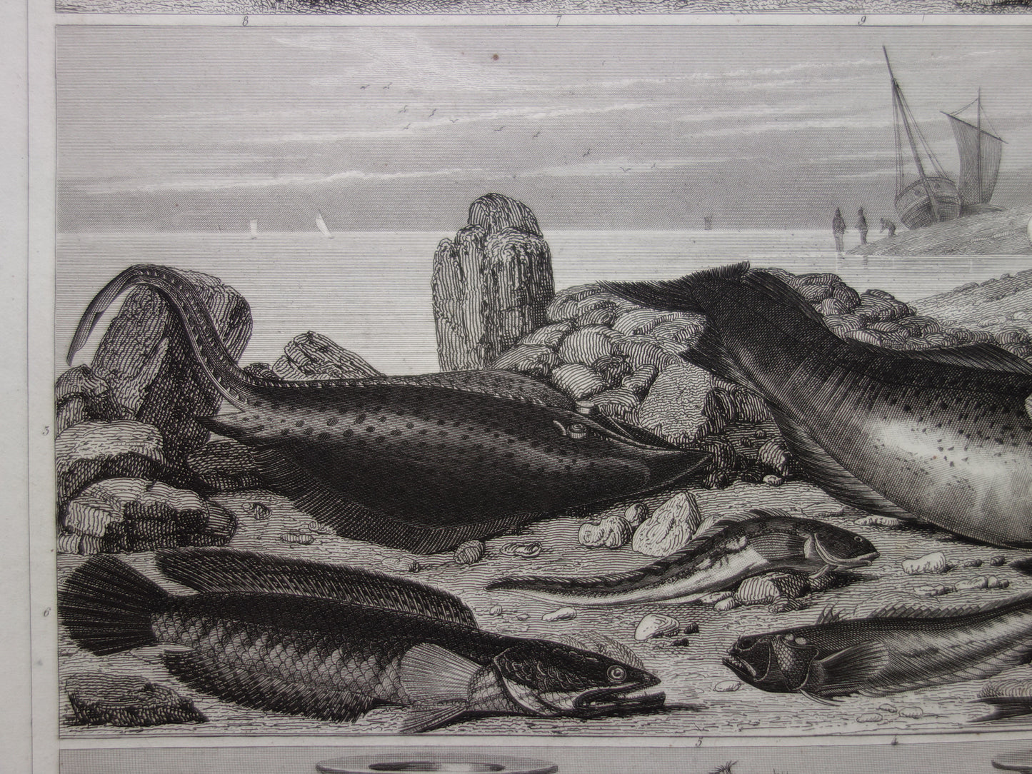 Vissen vintage print uit 1849 Goudvis Galjoen Vleet Wijting Kabeljouw Antieke Illustratie Originele prent