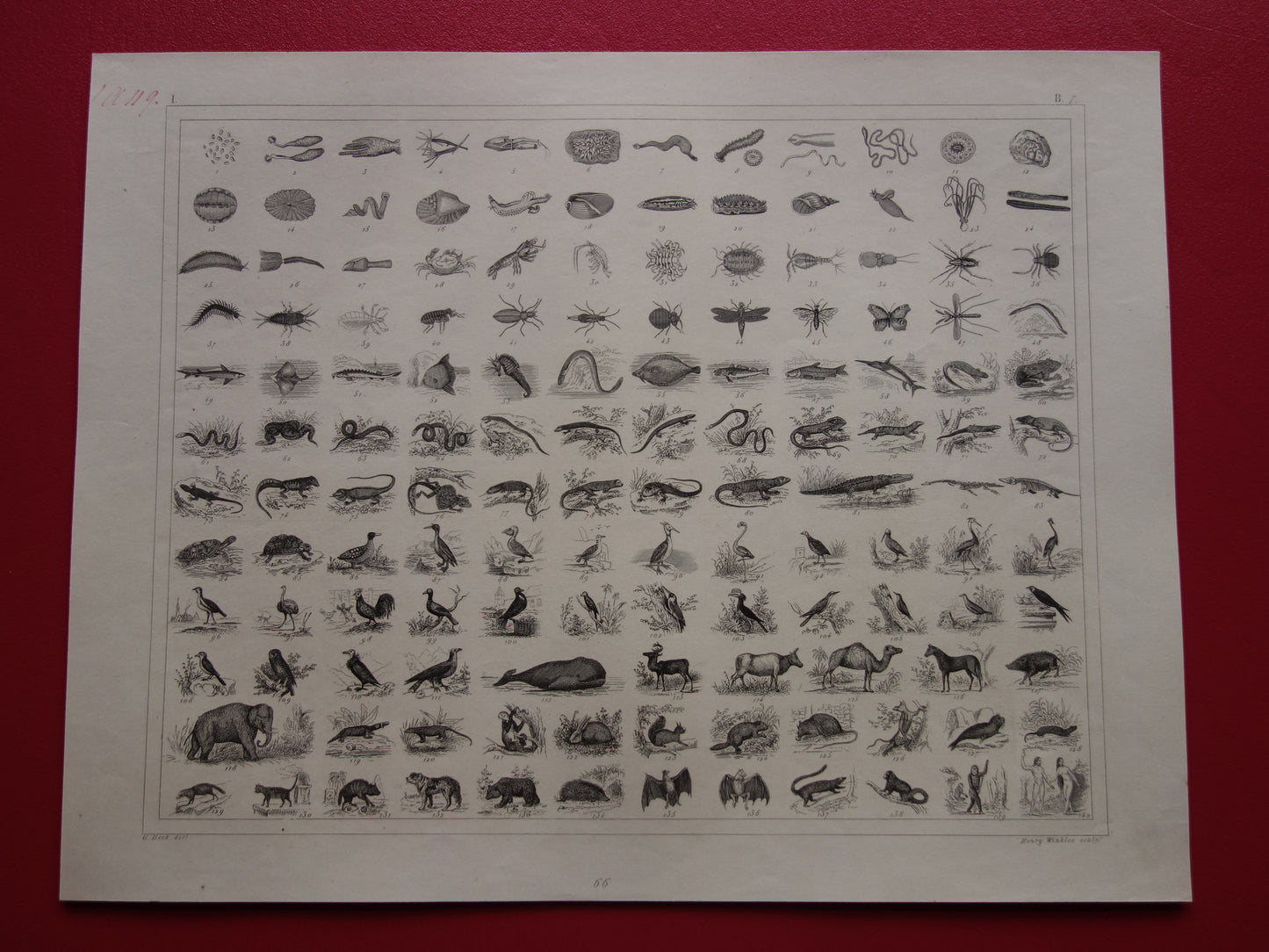175+ jaar oude prent over classificatie van dieren volgens Georges Cuvier Originele biologie antieke dieren illustratie vintage prints