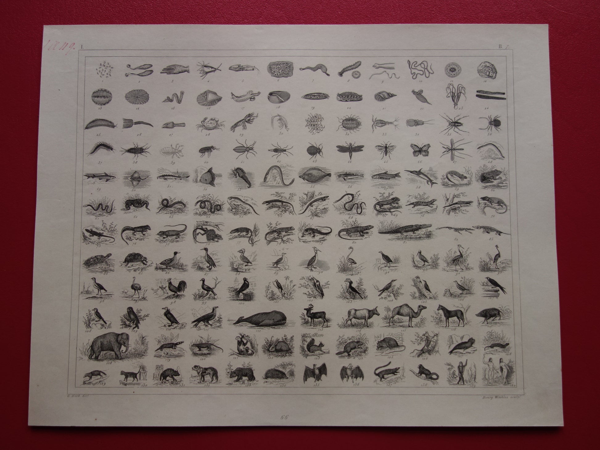175+ jaar oude prent over classificatie van dieren volgens Georges Cuvier Originele biologie antieke dieren illustratie vintage prints