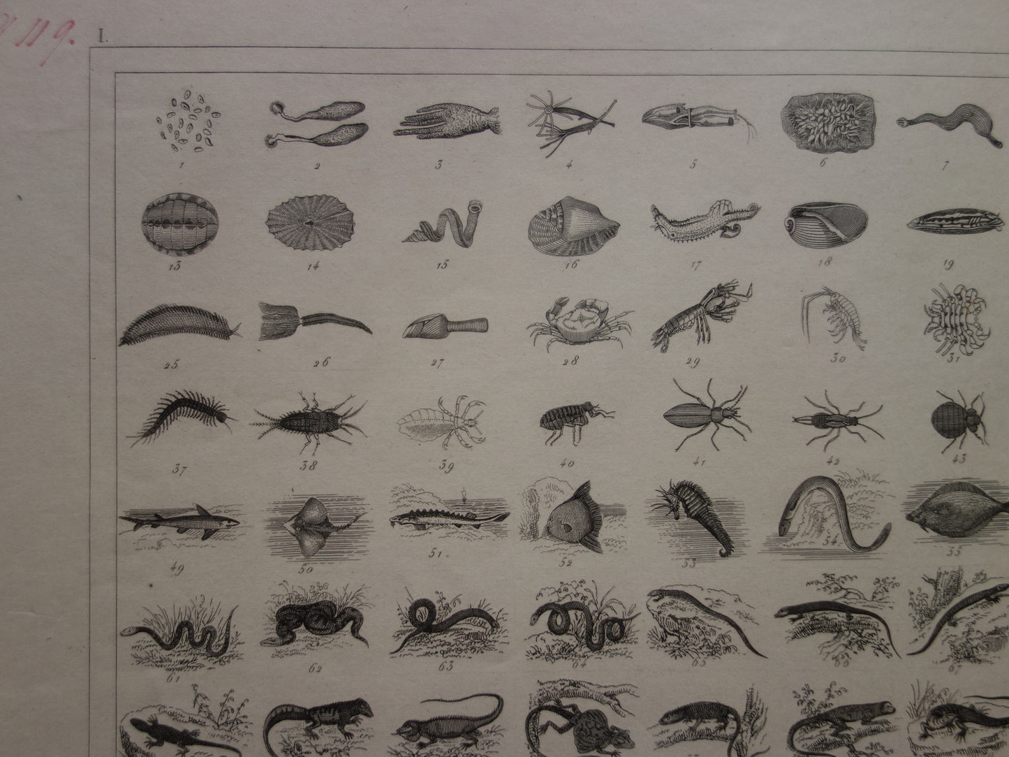 175+ jaar oude prent over classificatie van dieren volgens Georges Cuvier Originele biologie antieke dieren illustratie vintage prints