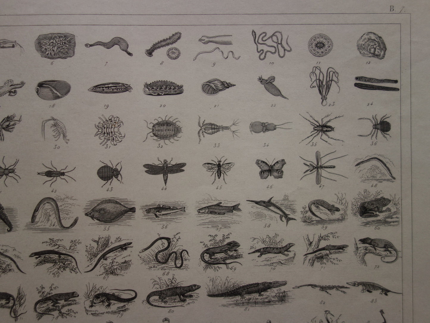 175+ jaar oude prent over classificatie van dieren volgens Georges Cuvier Originele biologie antieke dieren illustratie vintage prints