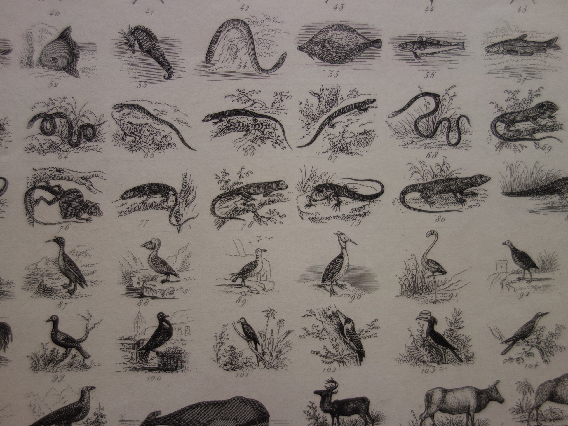 biologie antieke prent