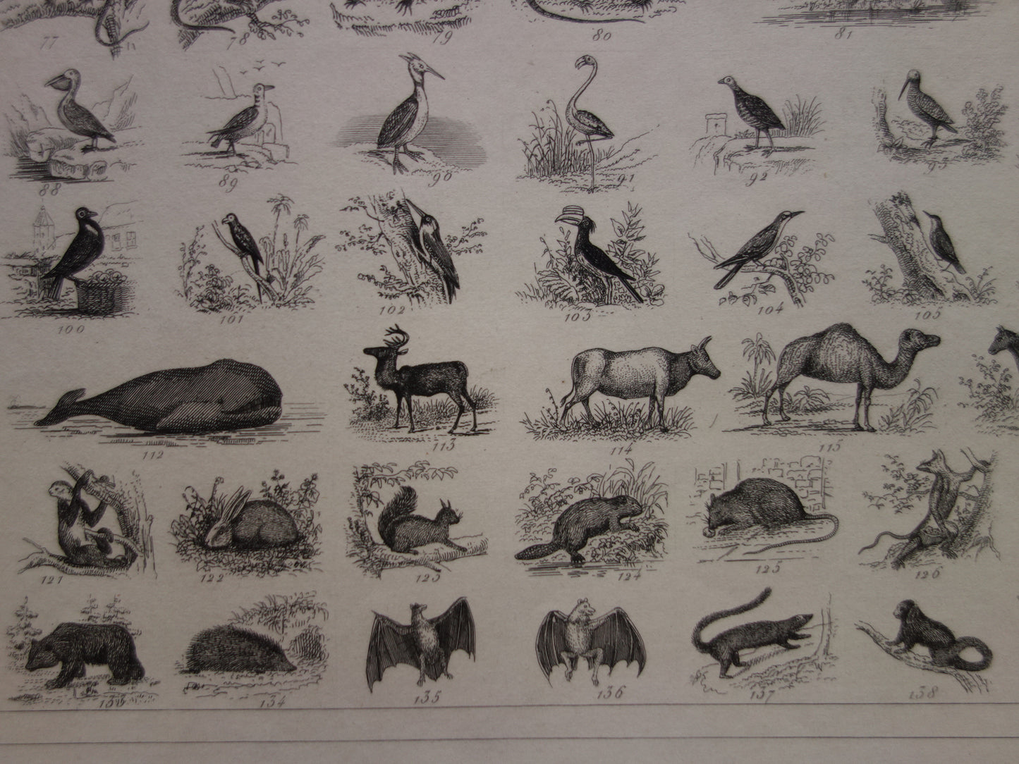 muurdecoratie biologie vintage
