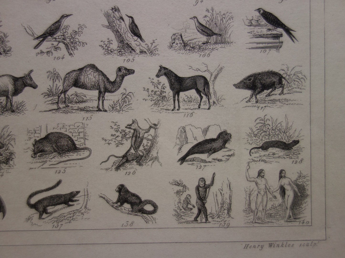 175+ jaar oude prent over classificatie van dieren volgens Georges Cuvier Originele biologie antieke dieren illustratie vintage prints