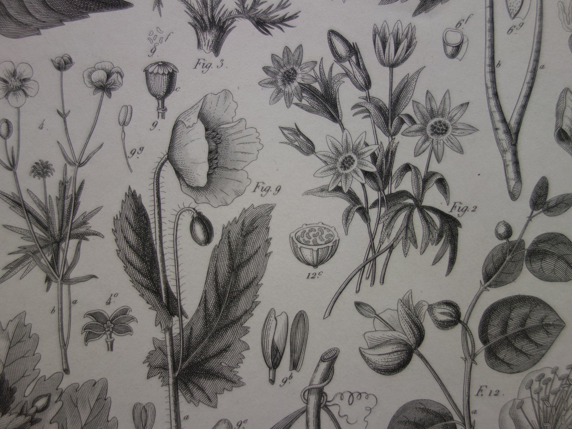 KERSTROOS Oude botanische prent van Klaproos originele antieke illustratie Bloemen Planten vintage print