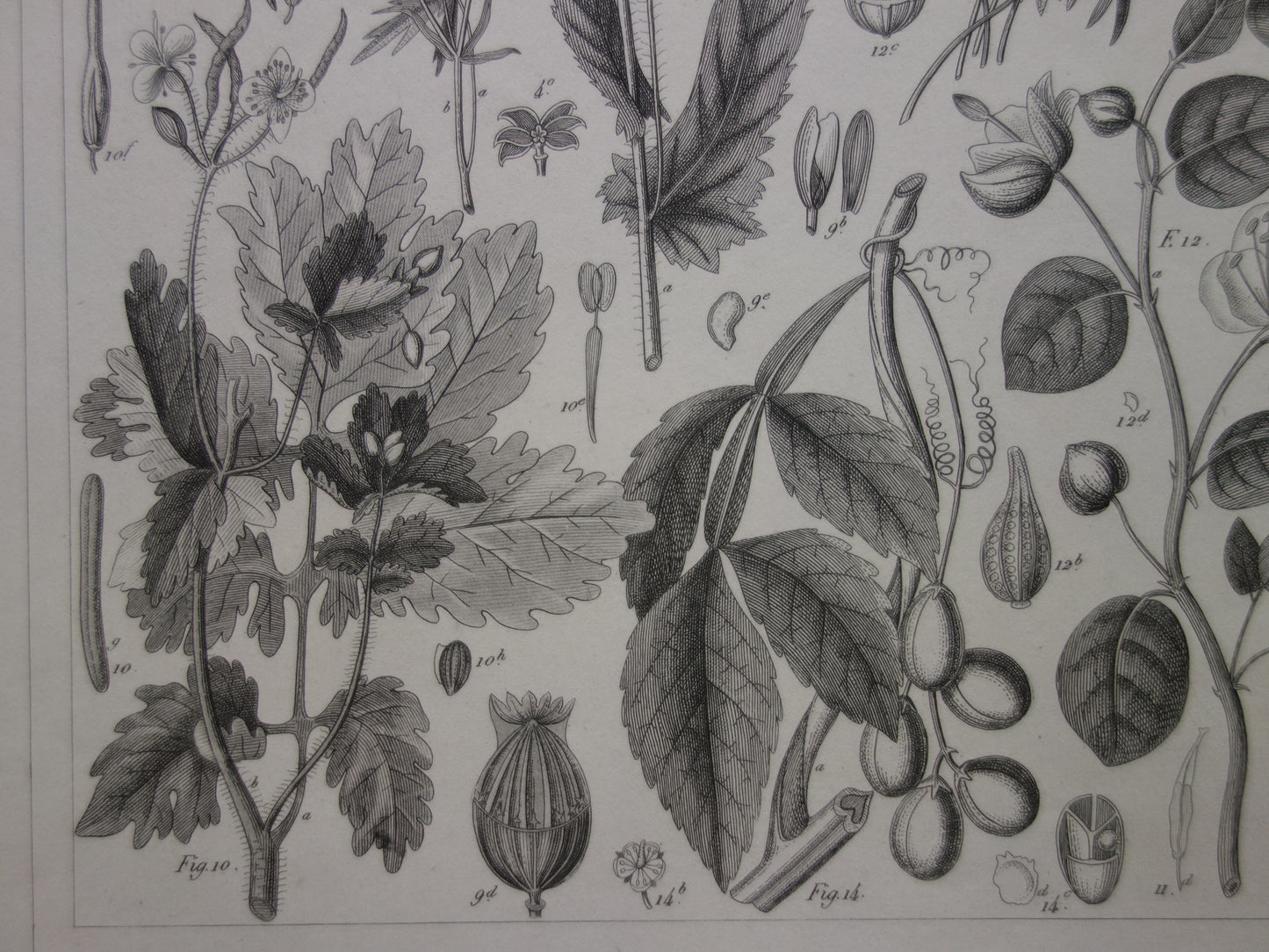 KERSTROOS Oude botanische prent van Klaproos originele antieke illustratie Bloemen Planten vintage print