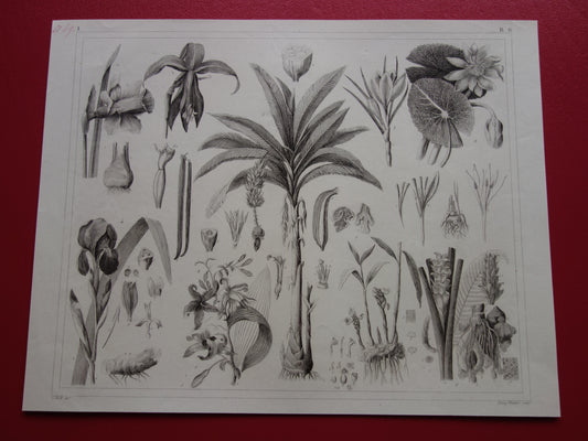 Oude botanische prent van Narcis Bananenboom Lotusbloem originele antieke illustratie Vanille Iris vintage print