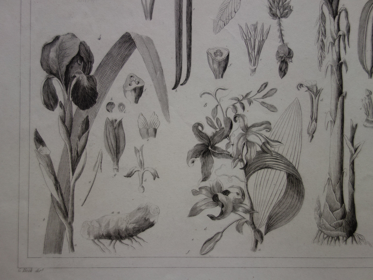 Oude botanische prent van Narcis Bananenboom Lotusbloem originele antieke illustratie Vanille Iris vintage print