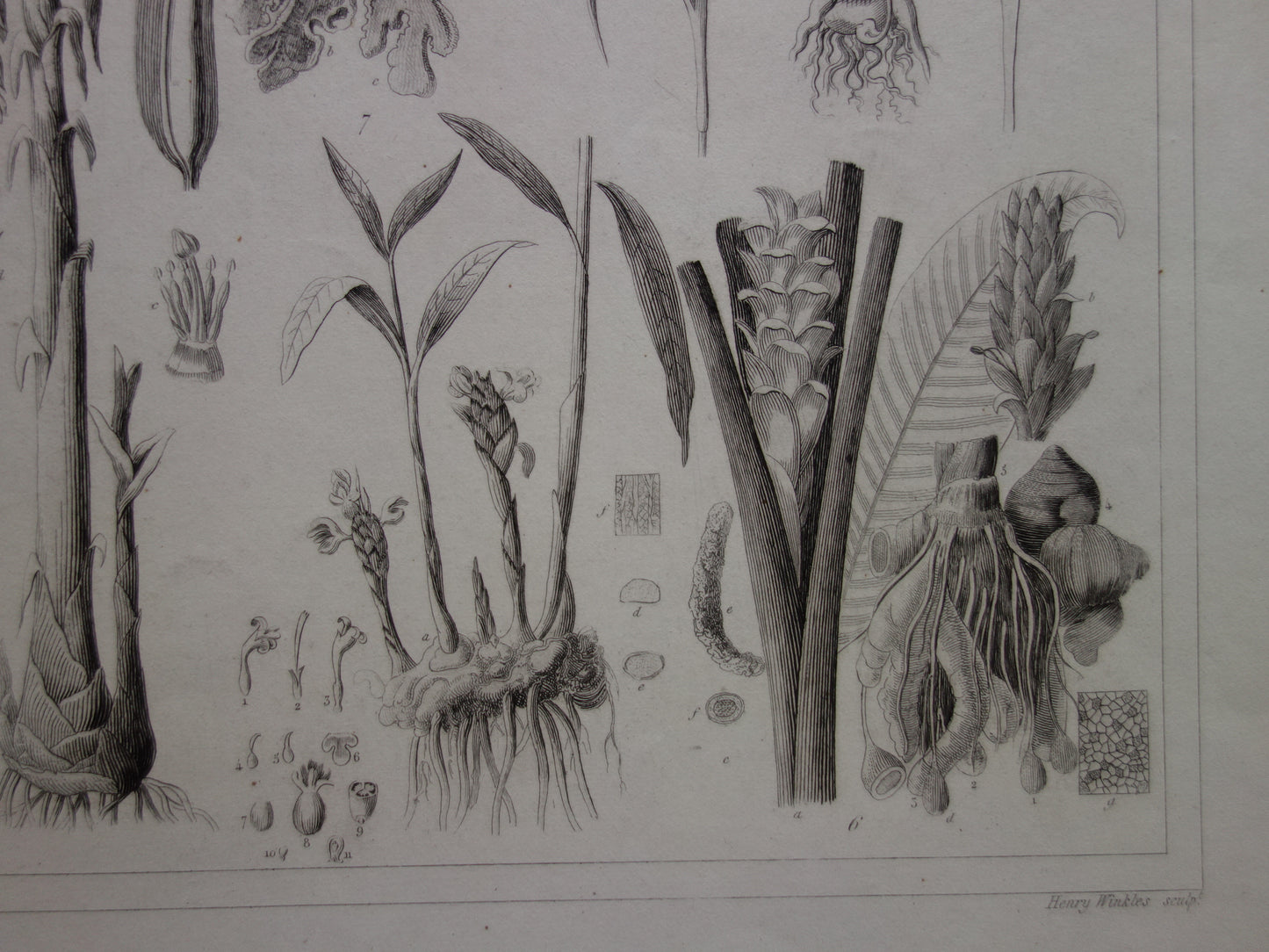 Oude botanische prent van Narcis Bananenboom Lotusbloem originele antieke illustratie Vanille Iris vintage print