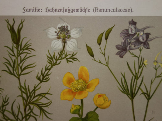 Vintage bloemen prent Ridderspoor Dotterbloem - 1911 originele oude illustratie Akelei Kerstroos - antieke print bloem