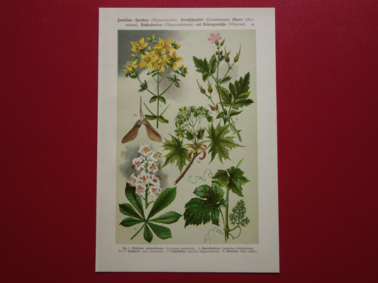 Set van drie oude botanische prenten - 1911 originele antieke bloemen illustratie - 3 vintage bloem prints