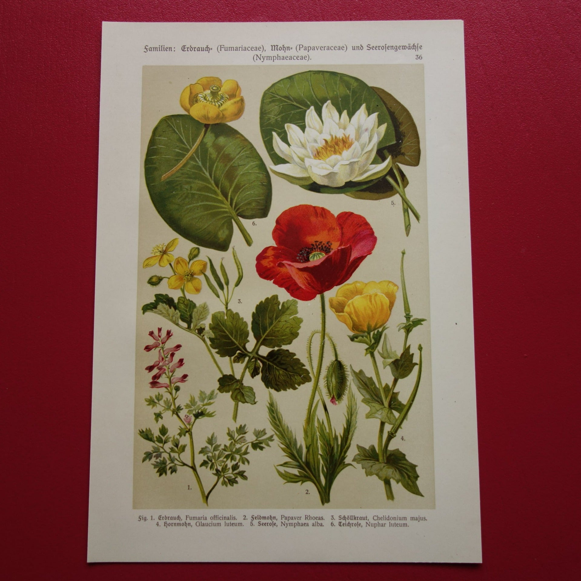 Vintage botanische prent klaproos waterlelie - 1911 originele oude illustratie - antieke planten prints