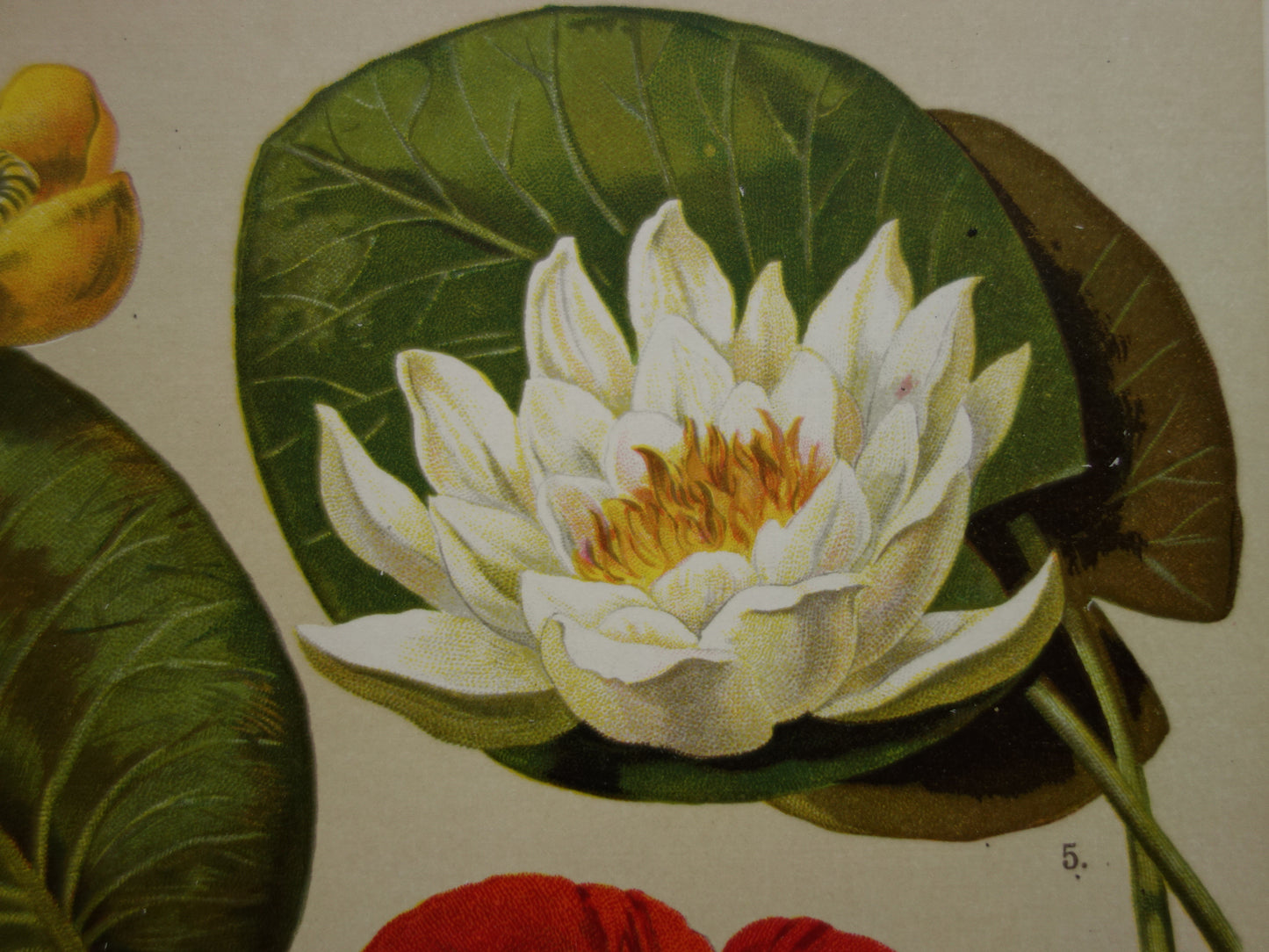 Vintage botanische prent klaproos waterlelie - 1911 originele oude illustratie - antieke planten prints