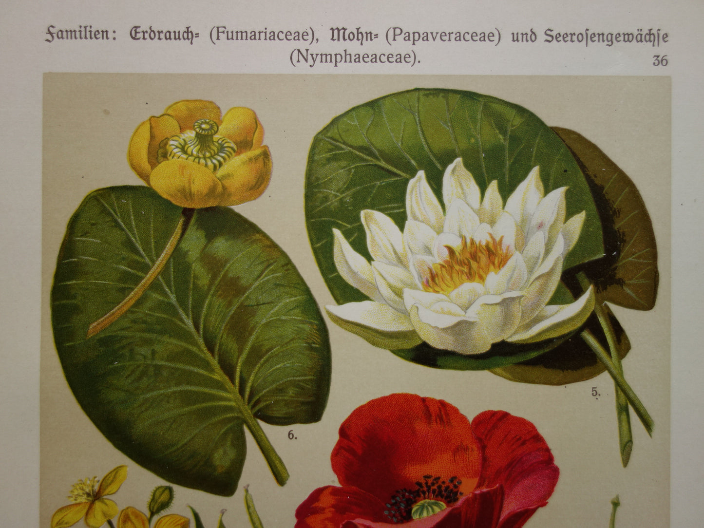 Vintage botanische prent klaproos waterlelie - 1911 originele oude illustratie - antieke planten prints