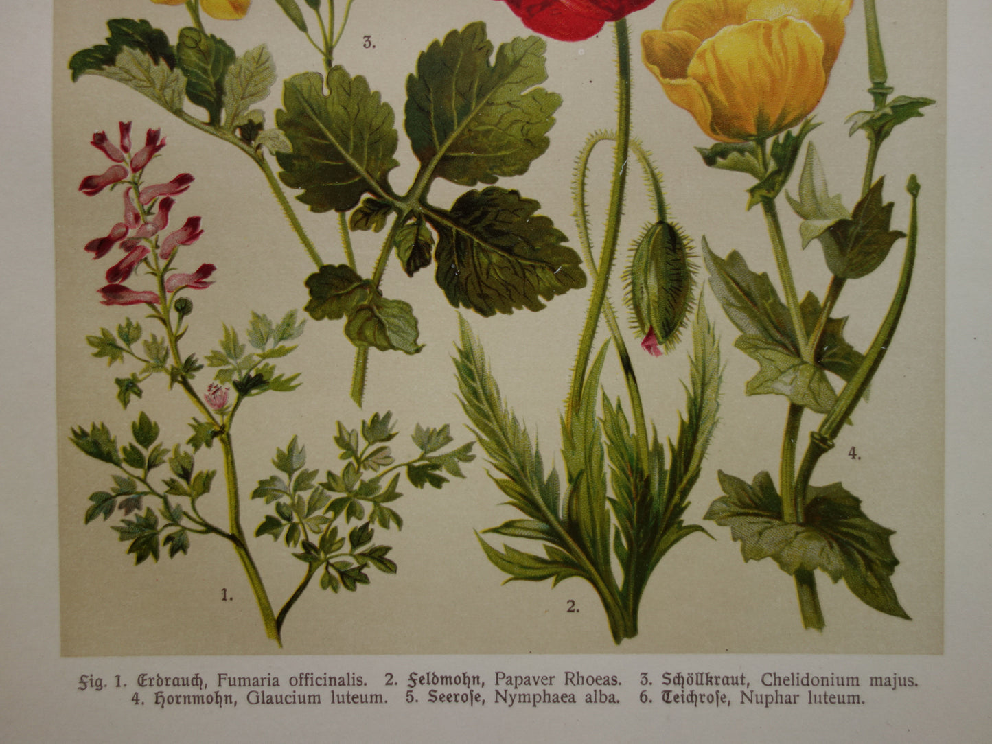 Vintage botanische prent klaproos waterlelie - 1911 originele oude illustratie - antieke planten prints