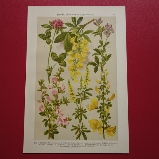 Vintage botanische prent Goudenregen - originele oude illustratie Brem Kattendoorn - botanie prenten bloemen