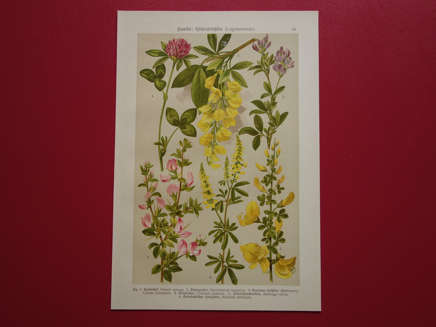 Vintage botanische prent Goudenregen - originele oude illustratie Brem Kattendoorn - botanie prenten bloemen